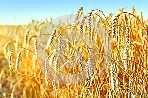 Wheat field. Ears of golden wheat. Beautiful Sunset Landscape. Background of ripening ears. Ripe cereal crop.