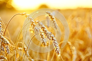 Wheat field. Ears of golden wheat. Beautiful Sunset Landscape. Background of ripening ears. Ripe cereal crop. close up