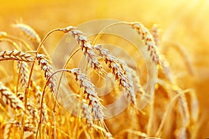 Wheat field. Ears of golden wheat. Beautiful Sunset Landscape. Background of ripening ears. Ripe cereal crop. close up