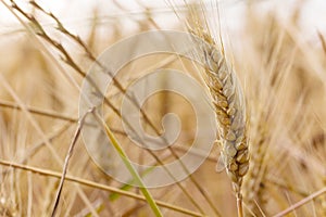 Wheat field. Ears of golden wheat close up.