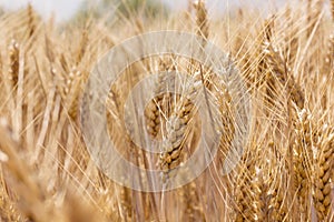 Wheat field. Ears of golden wheat close up.