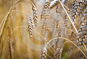 Wheat field. Ears of golden wheat close up