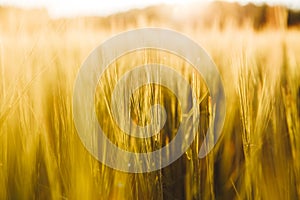 Wheat field. Ears of golden wheat close up.