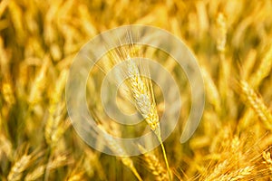 Wheat field. Ears of golden wheat close up. Background of ripening ears of meadow wheat field. Rich harvest Concept. Ads.