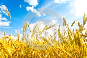 Wheat field. Ears of golden wheat close up. Background of ripening ears of meadow wheat field. Rich harvest Concept. Ads.