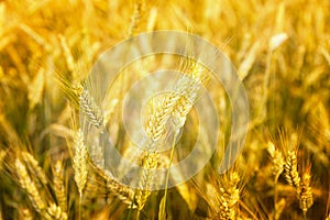 Wheat field. Ears of golden wheat close up. Background of ripening ears of meadow wheat field. Rich harvest Concept. Ads.