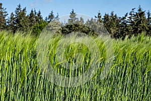 Wheat field Ears of golden wheat close up Beautiful Nature Landscape Rich harvest Concept