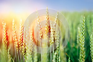 Wheat field. Ears of golden wheat close up. Beautiful Nature Sunset Landscape.