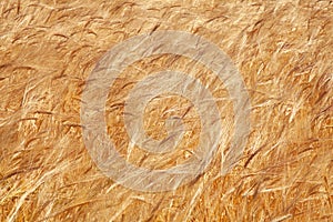 Wheat field. Ears of golden wheat close up. Beautiful Nature Sunset Landscape.  Agriculture, agronomy, industry concept