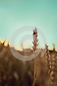 Wheat field. Ears of golden wheat close up. Beautiful Nature Sunset Landscape. Rural Scenery under Shining Sunlight.