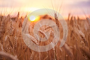 Wheat field. Ears of golden wheat close up. Beautiful Nature Sunset Landscape. Rural Scenery under Shining Sunlight. Background of