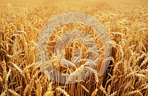 Wheat field. Ears of golden wheat close up. Beautiful Nature Sunset Landscape. Rural Scenery under Shining Sunlight. Background of