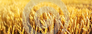 Wheat Field Ears Golden Wheat Close. Wallpaper