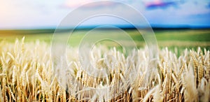 Wheat Field Ears Golden Wheat Close. Wallpaper