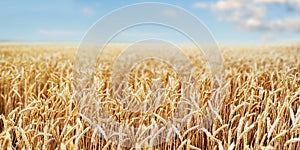 Wheat Field Ears Golden Wheat Close. Wallpaper