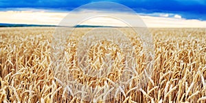 Wheat Field Ears Golden Wheat Close. Wallpaper