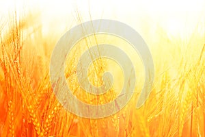 Wheat field. Ears of golden wheat closeup