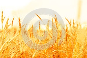 Wheat field. Ears of golden wheat closeup