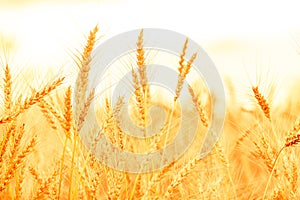 Wheat field. Ears of golden wheat closeup