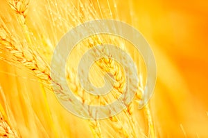 Wheat field. Ears of golden wheat closeup