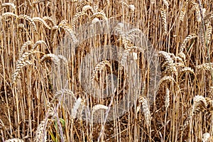 Wheat field. Ears of golden wheat closeup