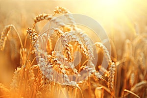 Wheat field. Ears of golden wheat closeup