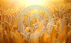 Wheat field. Ears of golden wheat closeup