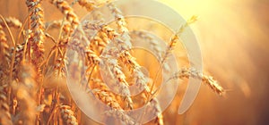 Wheat field. Ears of golden wheat closeup