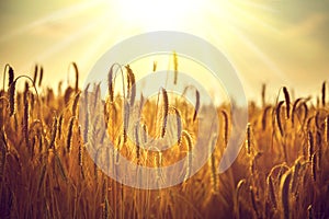 Wheat field. Ears of golden wheat closeup