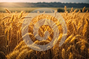 Wheat field Ears of golden wheat closeup Harvest concept. ai generative