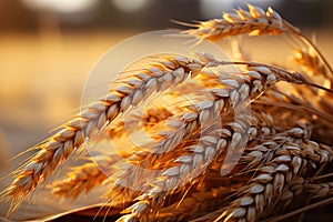 Wheat field. Ears of golden wheat closeup. Harvest concept. Generative AI