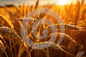 Wheat field. Ears of golden wheat closeup. Harvest concept. Generative AI