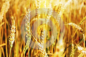 Wheat field. Ears of golden wheat. of ripening ears. Ripe cereal crop. close up agricultural image