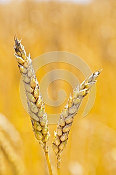Wheat in a field