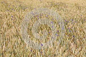 Wheat field. Ears of green unripe wheat close up. Beautiful Landscape.