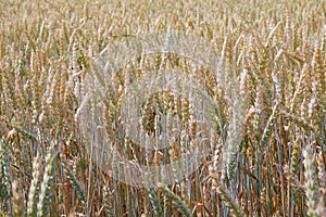 Wheat field. Ears of green unripe wheat close up. Beautiful Landscape.
