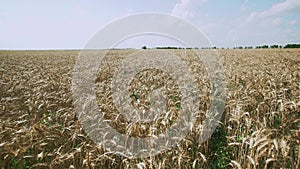 Wheat Field. Ears of wheat close up. Harvest and harvesting concept.