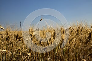 Wheat field with electricity pylons in summer at sunset