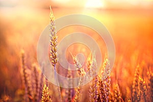 Wheat field in the evening