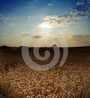 Wheat field with evening sky