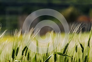 Wheat field in evening sunlight
