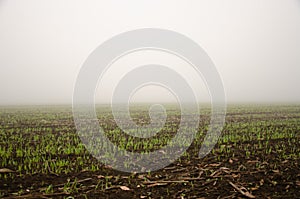 The wheat field falls in Fog