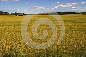 Wheat Field and Farm