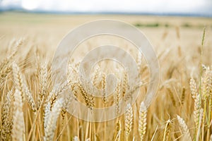 Wheat Field On the farm, ears of barley