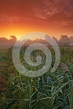 Wheat field, farm and sunset or nature environment for grain harvesting for small business, countryside or meadow