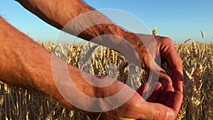 Wheat field. Farmer`s hands close up. The farmer hulls ripe ears of wheat. 4K