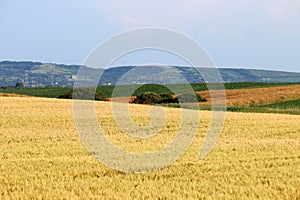 Wheat field farmland landscape Vojvodina