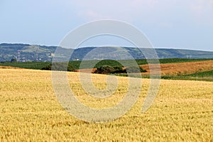 Wheat field farmland landscape Vojvodina photo