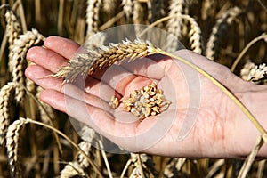A wheat field and a female hand holding wheat.