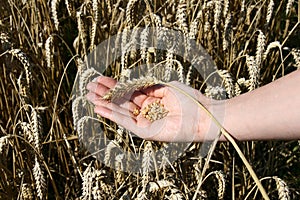 A wheat field and a female hand holding wheat.